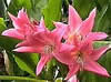 Crinum_powelliT.jpg